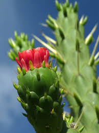 Grün Austrocylindropuntia Blumensamen zur Aussaat – Landhaus Garten wichtig – Traditionssorte & ohne Gentechnik Samen Hausgarten
