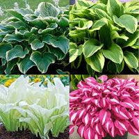 Hosta Lilie Blumensamen zur Aussaat – Landhaus Garten wichtig – Traditionssorte & ohne Gentechnik Samen Hausgarten