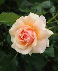 Creme Dragon Rose Blumensamen zur Aussaat – Halbschatten verträglich – Traditionssorte & ohne Gentechnik Samen Hausgarten