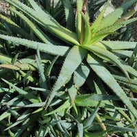 Edible Aloe Vera Blumensamen zur Aussaat – farbenfroh Schau – Traditionssorte & ohne Gentechnik Samen Hausgarten