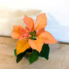 Orange Weihnachtsstern Samen Blumensamen zur Aussaat Bestäuber freundlich Traditionssorte & ohne Gentechnik Samen Hausgarten