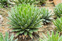 Grün Agave Victoria Regina Blumensamen zur Aussaat – ideal Rabatten – Traditionssorte & ohne Gentechnik Samen Hausgarten
