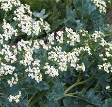 Seakale Blumensamen zur Aussaat – pflegeleicht – Traditionssorte & ohne Gentechnik Samen Hausgarten