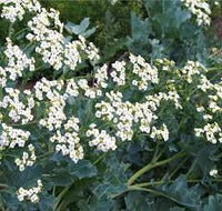 Seakale Blumensamen zur Aussaat – pflegeleicht – Traditionssorte & ohne Gentechnik Samen Hausgarten