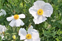 Coulteri Blumensamen zur Aussaat – Landhaus Garten wichtig – Traditionssorte & ohne Gentechnik Samen Hausgarten