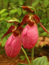 Rosa Cypripedium Acaule Blumensamen zur Aussaat – Halbschatten verträglich – Traditionssorte & ohne Gentechnik Samen Hausgarten