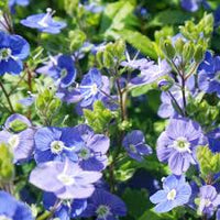 Creeping speedwell veronica repens for ground cover