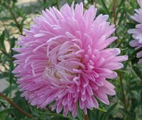 Rosa Aster Callistephus Blumensamen zur Aussaat pflegeleicht Traditionssorte & ohne Gentechnik Samen Hausgarten