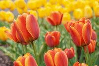 Orange Gelb Tulpe Blumensamen zur Aussaat – Traditionssorte ohne Gentechnik biologisch Garten Samen – Garten beliebt Keimung