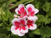 hell Grey Geranie Blumensamen zur Aussaat Anzucht Traditionssorte & ohne Gentechnik Samen Hausgarten