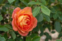 dunkel Rot Orange Rose Blumensamen zur Aussaat Traditionssorte ohne Gentechnik Samen Anzucht Blüten Bestäuber freundlich