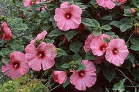 Rosa Hibiskus Blumensamen zur Aussaat – hochwertige Qualitäts- – Traditionssorte & ohne Gentechnik Samen Hausgarten