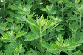 Artemisia Argyi Blumensamen zur Aussaat – Landhaus Garten wichtig – Traditionssorte & ohne Gentechnik Samen Hausgarten