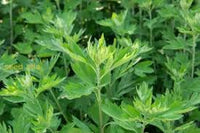 Artemisia Argyi Blumensamen zur Aussaat – Landhaus Garten wichtig – Traditionssorte & ohne Gentechnik Samen Hausgarten