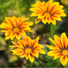 Gelb Rot Mittagsgold Rigens Blumensamen zur Aussaat – hochwertige Qualitäts- – Traditionssorte & ohne Gentechnik Samen Hausgarten