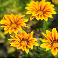 Gelb Rot Mittagsgold Rigens Blumensamen zur Aussaat – hochwertige Qualitäts- – Traditionssorte & ohne Gentechnik Samen Hausgarten
