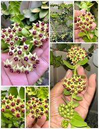 Grün Lila Hoya Blumensamen zur Aussaat kompakt Wuchs Traditionssorte & ohne Gentechnik Samen Hausgarten