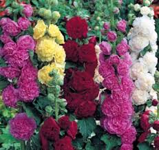 Mischung Stockrose Blumensamen zur Aussaat – Schnitt Blume beliebt – Traditionssorte & ohne Gentechnik Samen Hausgarten