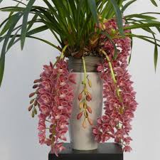 Gemischt Cymbidium Maxillaria Goeringii Samen zur Aussaat kompakt Wuchs Traditionssorte & ohne Gentechnik Samen Hausgarten