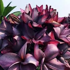 Schwarz Frangipani Blumensamen zur Aussaat – Drought verträglich – Traditionssorte & ohne Gentechnik Samen Hausgarten