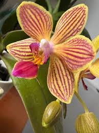 Orchidee Cymbidium Blumensamen zur Aussaat – lang Blüte Saison – Traditionssorte & ohne Gentechnik Samen Hausgarten