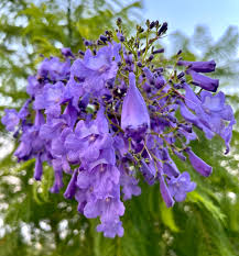 Lila Jacaranda Blumensamen zur Aussaat – leuchtend Blüten – Traditionssorte & ohne Gentechnik Samen Hausgarten