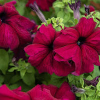 Petunie Supercascade Rot Blumensamen zur Aussaat – Wildblume Mischung – Traditionssorte & ohne Gentechnik Samen Hausgarten