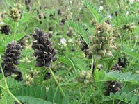 Schwarz Wicke Blumensamen zur Aussaat ideal Rabatten Traditionssorte & ohne Gentechnik Samen Hausgarten