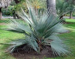 Grün Nannorrhops Ritchiana Blumensamen zur Aussaat – Halbschatten verträglich – Traditionssorte & ohne Gentechnik Samen Hausgarten