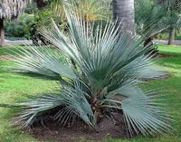 Grün Nannorrhops Ritchiana Blumensamen zur Aussaat – Halbschatten verträglich – Traditionssorte & ohne Gentechnik Samen Hausgarten