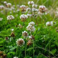Dutch Clover Blumensamen zur Aussaat – sonnenliebend – Traditionssorte & ohne Gentechnik Samen Hausgarten