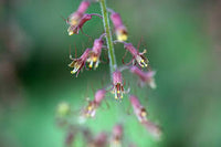 Tolmiea Blumensamen zur Aussaat – kompakt Wuchs – Traditionssorte & ohne Gentechnik Samen Hausgarten