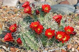Claret Cup Hedgehog Cacti Blumensamen zur Aussaat – Schnitt Blume beliebt – Traditionssorte & ohne Gentechnik Samen Hausgarten