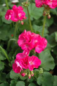 dunkel Rosa Geranie Pelargonium Blumensamen zur Aussaat Halbschatten verträglich Traditionssorte & ohne Gentechnik Samen Hausgarten