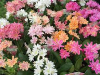Gemischt Lewisia Blumensamen zur Aussaat – kompakt Wuchs – Traditionssorte & ohne Gentechnik Samen Hausgarten