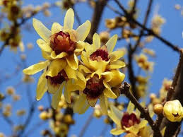Gelb Chimonanthus Blumensamen zur Aussaat – ideal Rabatten – Traditionssorte & ohne Gentechnik Samen Hausgarten