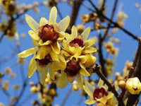 Gelb Chimonanthus Blumensamen zur Aussaat – ideal Rabatten – Traditionssorte & ohne Gentechnik Samen Hausgarten