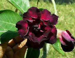 dunkel Rot Wüstenrose Obesum Samen Blumensamen zur Aussaat kompakt Wuchs Traditionssorte & ohne Gentechnik Samen Hausgarten