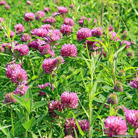 Clover Blumensamen zur Aussaat – Schnitt Blume beliebt – Traditionssorte & ohne Gentechnik Samen Hausgarten