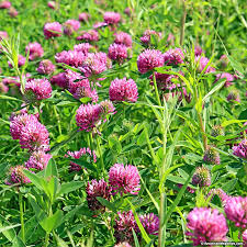 Clover Blumensamen zur Aussaat – Schnitt Blume beliebt – Traditionssorte & ohne Gentechnik Samen Hausgarten