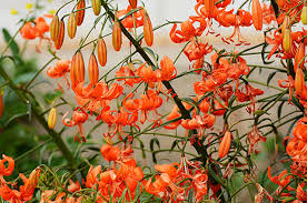 Lilium Martagon Blumensamen zur Aussaat – duftend Blüten – Traditionssorte & ohne Gentechnik Samen Hausgarten