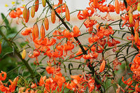 Lilium Martagon Blumensamen zur Aussaat – duftend Blüten – Traditionssorte & ohne Gentechnik Samen Hausgarten