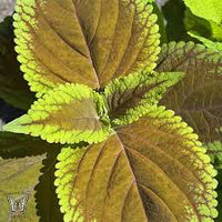 Gelb Buntnessel Blumensamen zur Aussaat – Garten beliebt – Traditionssorte & ohne Gentechnik Samen Hausgarten