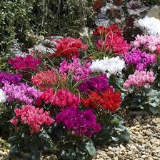 mehrfarbig Alpenveilchen Samen zur Aussaat leuchtend Blumensamen für Ihren Garten
