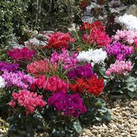 mehrfarbig Alpenveilchen Samen zur Aussaat leuchtend Blumensamen für Ihren Garten
