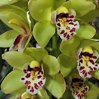 Grün Orchidee Blumensamen zur Aussaat – robust Sorte Traditionssorte & ohne Gentechnik Hausgarten Samen