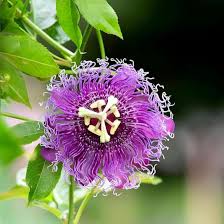 Lila Strongylodon Blumensamen – kompakt Wuchs Traditionssorte & ohne Gentechnik Samen Hausgarten