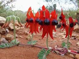 Sturt's Blumensamen zur Aussaat – duftend Blüten – Traditionssorte & ohne Gentechnik Samen Hausgarten