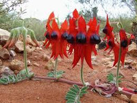 Sturt's Blumensamen zur Aussaat – duftend Blüten – Traditionssorte & ohne Gentechnik Samen Hausgarten