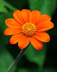 Orange Mexican Sonnenblume Samen zur Aussaat ideal Rabatten Traditionssorte & ohne Gentechnik Samen Hausgarten